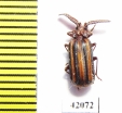 Paussinae sp.  South Africa Rep. - INSECTS-STORE.RU
