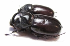 Scapanes australis, pair  Indonesia, Papua 53mm - INSECTS-STORE.RU
