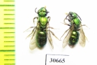 Hymenoptera sp.  Canada - INSECTS-STORE.RU