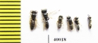 Hymenoptera sp.  Tajikistan - INSECTS-STORE.RU