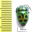 Hemiptera sp.  Thailand - INSECTS-STORE.RU