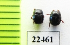 Histeridae sp.  Peru - INSECTS-STORE.RU
