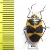Hemiptera sp.  Peru - INSECTS-STORE.RU