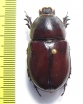 Oryctes boas  Ethiopia - INSECTS-STORE.RU