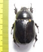 Heteroligus meles, male  Ethiopia - INSECTS-STORE.RU