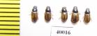 Aphodius pustulifer  Uzbekistan - INSECTS-STORE.RU
