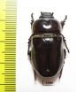 Dynastinae sp.  Ecuador - INSECTS-STORE.RU
