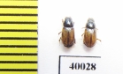 Aphodius pustulifer  Uzbekistan - INSECTS-STORE.RU