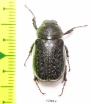 Melolonthinae sp.  Ecuador - INSECTS-STORE.RU