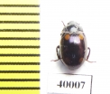 Tenebrionidae sp.  Indonesia, Sumatra - INSECTS-STORE.RU