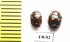 Erotylidae sp.  Indonesia, Sumatra - INSECTS-STORE.RU