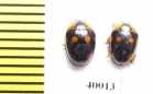Erotylidae sp.  Indonesia, Sumatra - INSECTS-STORE.RU
