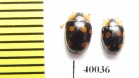 Erotylidae sp.  Indonesia, Sumatra - INSECTS-STORE.RU