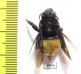 Hymenoptera sp.  Colombia - INSECTS-STORE.RU