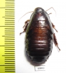 Blattodea sp.  China, Shaanxi  - INSECTS-STORE.RU
