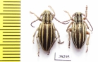 Dorcadion hellmanni  Turkey, Van prov. - INSECTS-STORE.RU