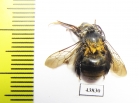 Hymenoptera sp.  Colombia - INSECTS-STORE.RU
