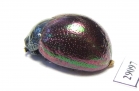 Chrysomelidae sp.  Tanzania - INSECTS-STORE.RU