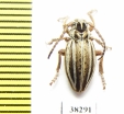 Dorcadion hellmanni  Turkey, Van prov. - INSECTS-STORE.RU