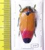 Metaxymorpha apicalis  Indonesia, Aru isl. - INSECTS-STORE.RU