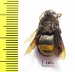 Hymenoptera sp.  Colombia - INSECTS-STORE.RU
