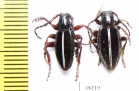 Dorcadion sp., pair  Turkey, Mus prov. - INSECTS-STORE.RU