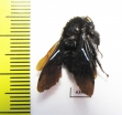 Hymenoptera sp.  Colombia - INSECTS-STORE.RU
