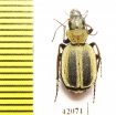 Graphipterus sp.  South Africa Rep. - INSECTS-STORE.RU