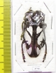 Calothyrza margaritifera  Thailand - INSECTS-STORE.RU