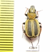 Graphipterus sp.  South Africa Rep. - INSECTS-STORE.RU