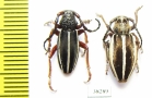 Dorcadion scabricolle ssp., pair  Turkey, Mus prov. - INSECTS-STORE.RU
