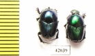 Oniticellus sp.? pair  South Africa Rep. - INSECTS-STORE.RU