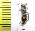 Mutillidae sp.  Colombia - INSECTS-STORE.RU