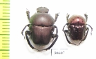Gymnopleurus sp.  Zambia - INSECTS-STORE.RU