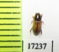 Aphodius kisilkumi  Kazakhstan - INSECTS-STORE.RU