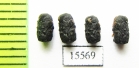 Chrysomelidae sp.  Laos - INSECTS-STORE.RU