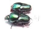 Oniticellus sp.? pair  South Africa Rep. - INSECTS-STORE.RU