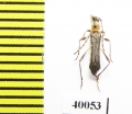 Cerambycidae sp.  Peru - INSECTS-STORE.RU