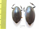 Enhydrus sulcatus, pair  Brasilia - INSECTS-STORE.RU