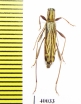 Hayashiclytus acutivittis  Russia, Far East - INSECTS-STORE.RU