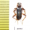 Phymatodes testaceus  Russia, Far East - INSECTS-STORE.RU