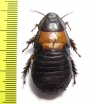 Blattodea sp.  South Africa Rep. - INSECTS-STORE.RU
