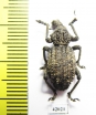 Curculionidae sp.  South Africa Rep. - INSECTS-STORE.RU