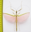Necroscia annulipes  Malaysia  85mm - INSECTS-STORE.RU