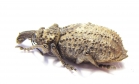 Curculionidae sp.  South Africa Rep. - INSECTS-STORE.RU