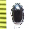 Bisallardiana variabilis  Australia - INSECTS-STORE.RU