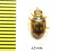 Omophron sp.  South Africa Rep. - INSECTS-STORE.RU