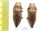 Buprestidae sp.  Argentina - INSECTS-STORE.RU