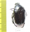 Aphanesthes pullata  Australia - INSECTS-STORE.RU