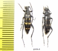 Leptura duodecimguttata  Russia, Far East - INSECTS-STORE.RU
